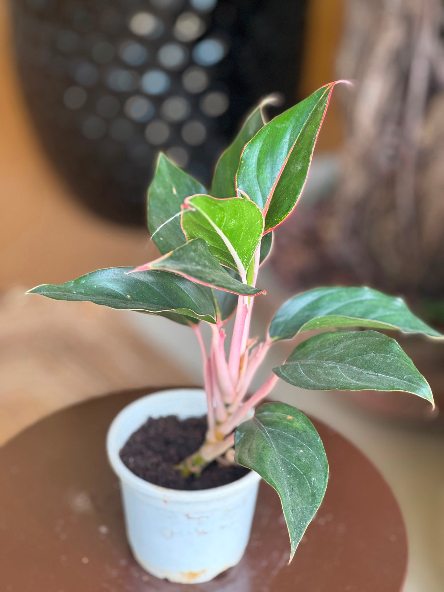 Aglaonema Red Lipstick