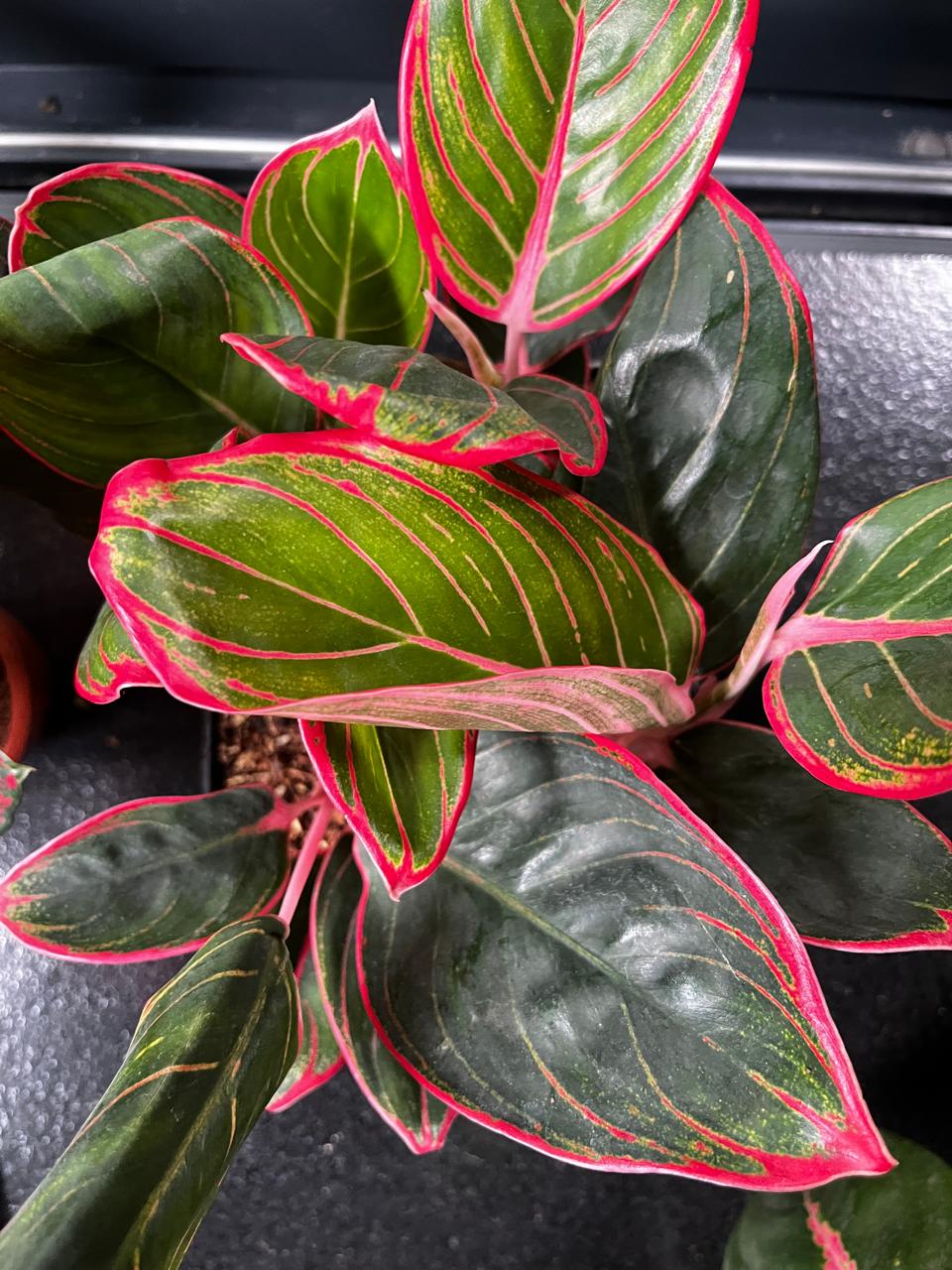 Aglaonema Pink Khanza | Chinese Evergreen