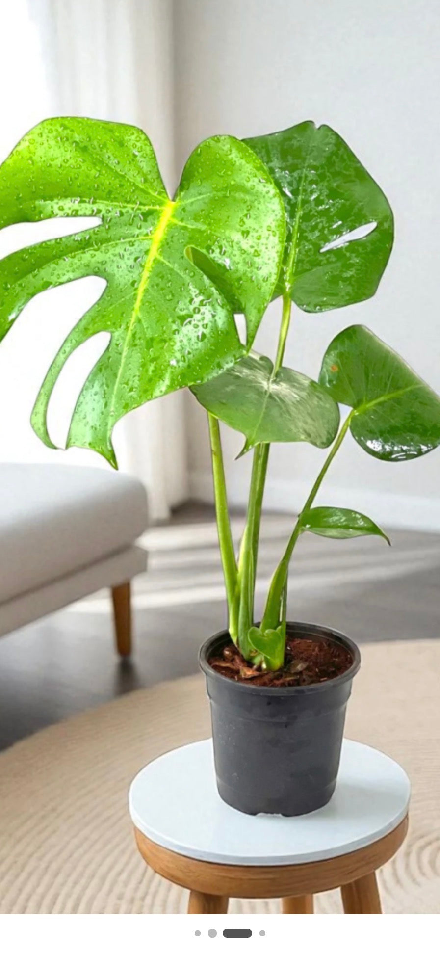 Monstera Deliciosa (Copy) (Copy)