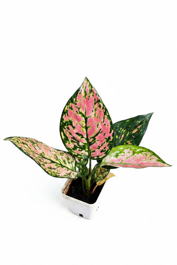 Aglaonema Pink Valentine