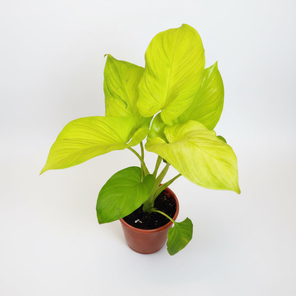 Golden Homalomena