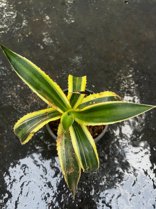 Agave iophanta Quadricolor