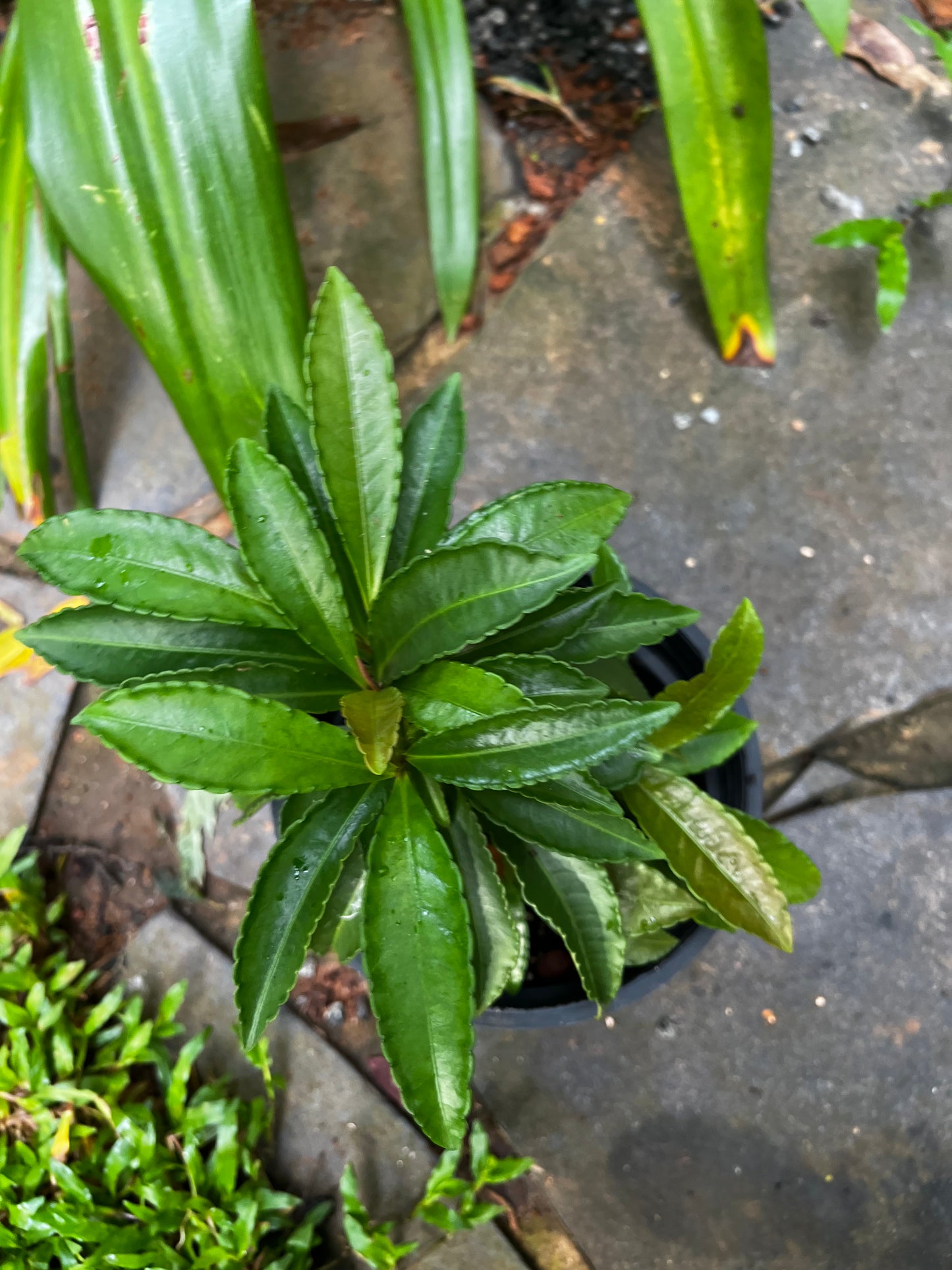 Christmas Berry (Ardisia crenata)