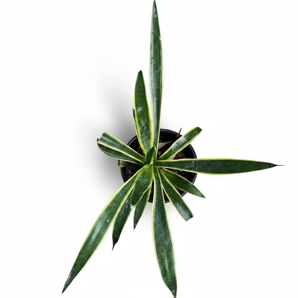 Agave desmettiana — 4 Inch Pot