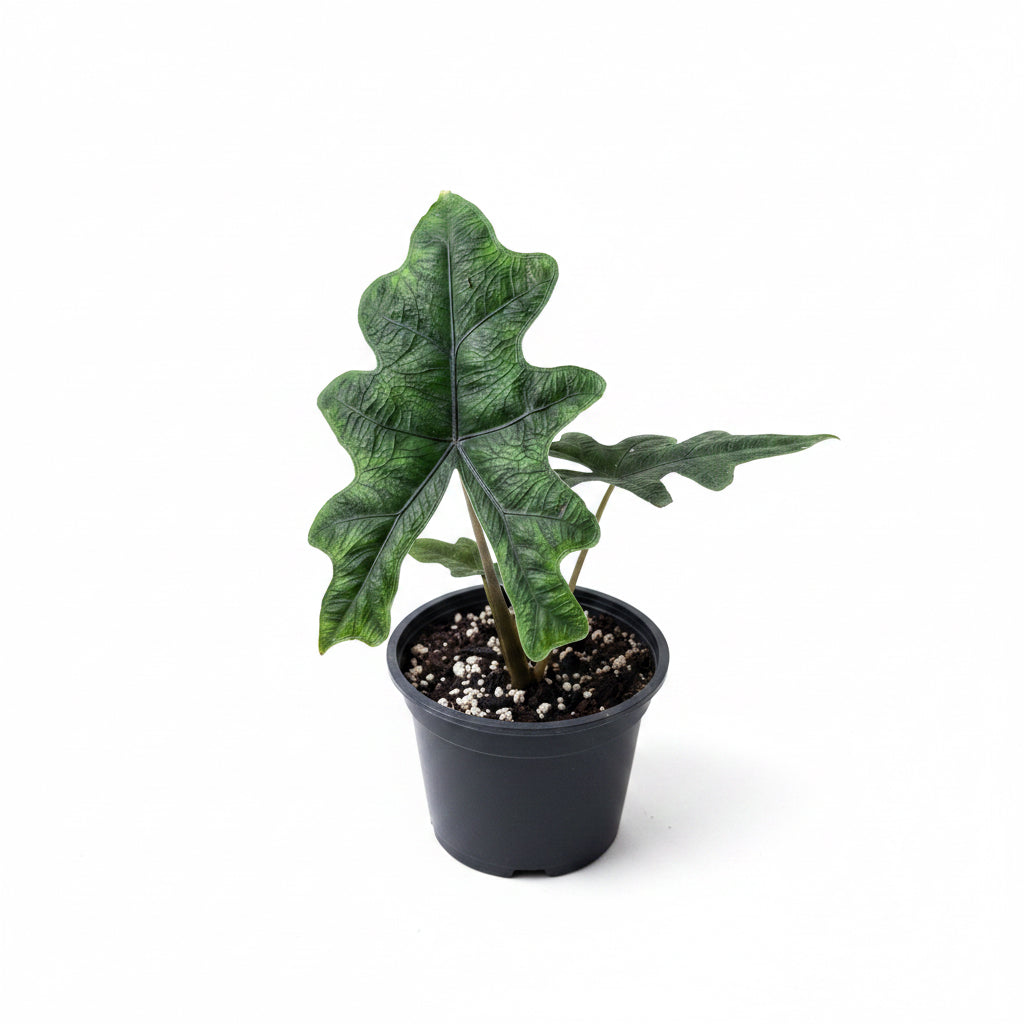 Alocasia Jacklyn in a 8.5 cm Pot