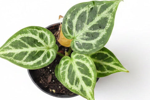 Anthurium Silver Blush