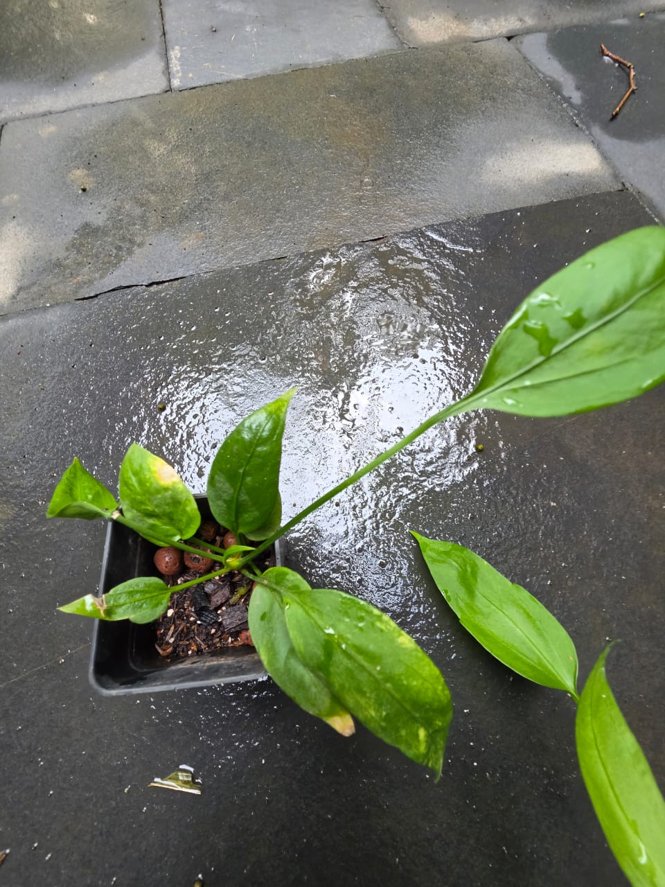 Anthurium vittarifolium