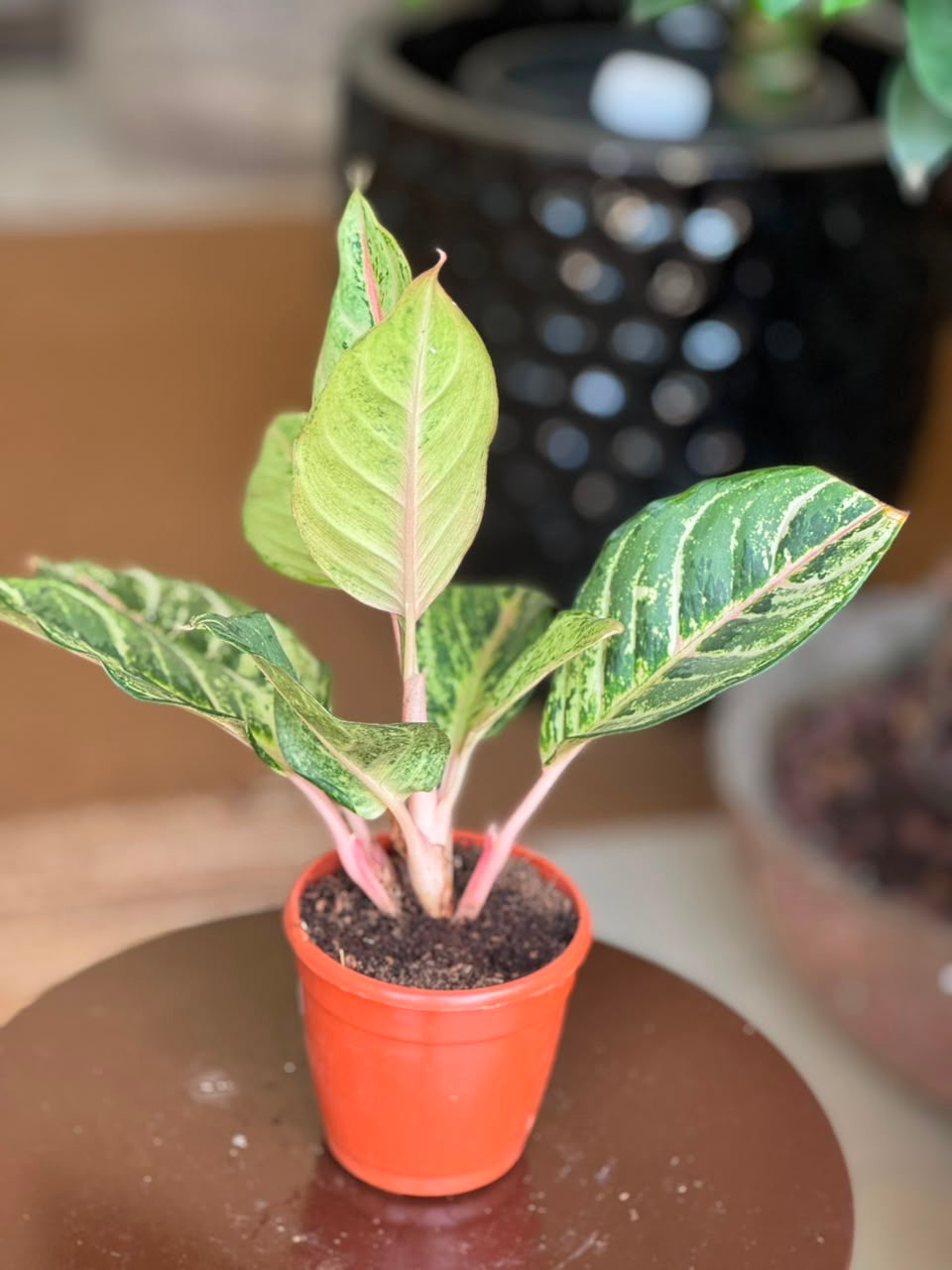 Aglaonema Lucky Frozen Ruby