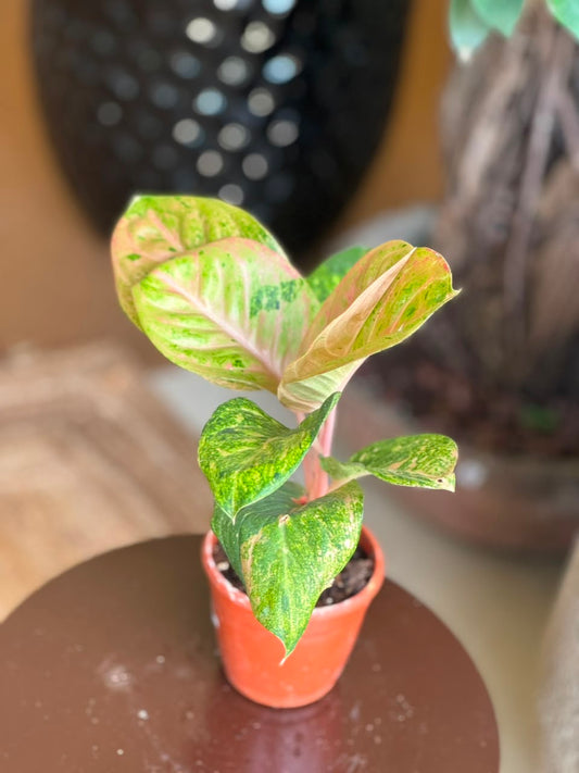 Aglaonema Andini