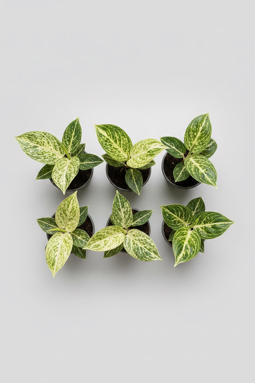 Aglaonema White Legacy