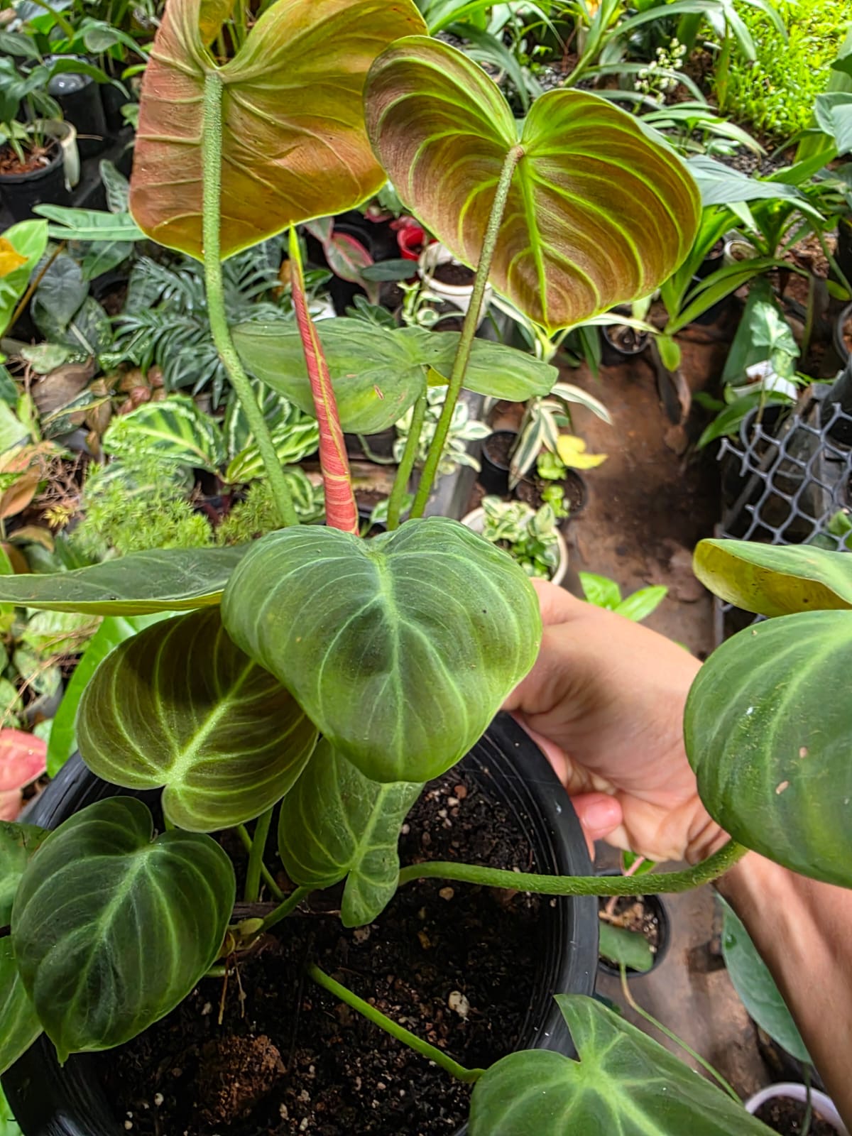 Philodendron El Choco Red