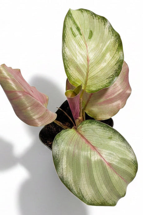 Calathea Silver Plate