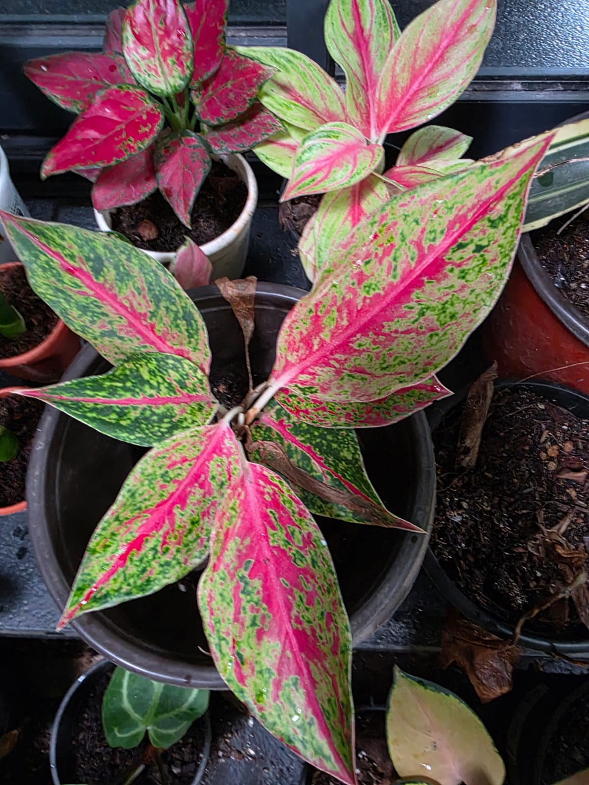 Aglaonema Butterfly