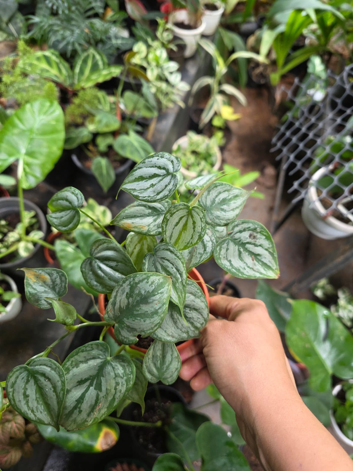 Philodendron Brandtianum