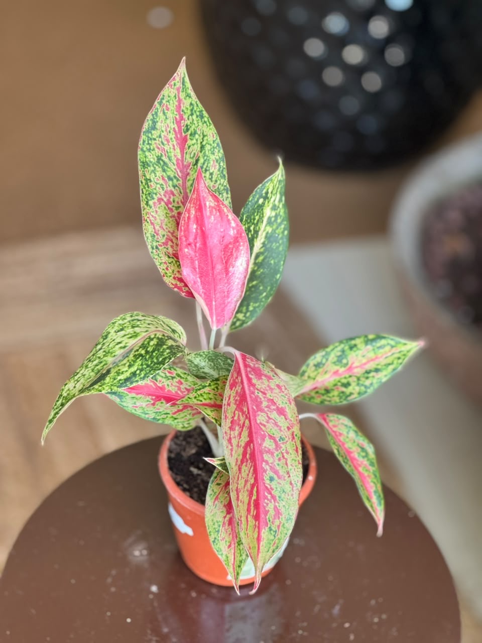 Aglaonema Butterfly
