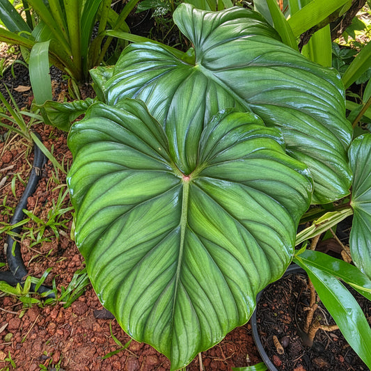Philodendron sp. Colombia | Indoor Plant