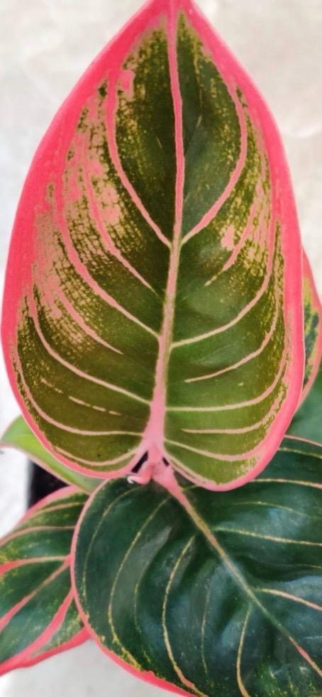 Aglaonema Pink Khanza | Chinese Evergreen