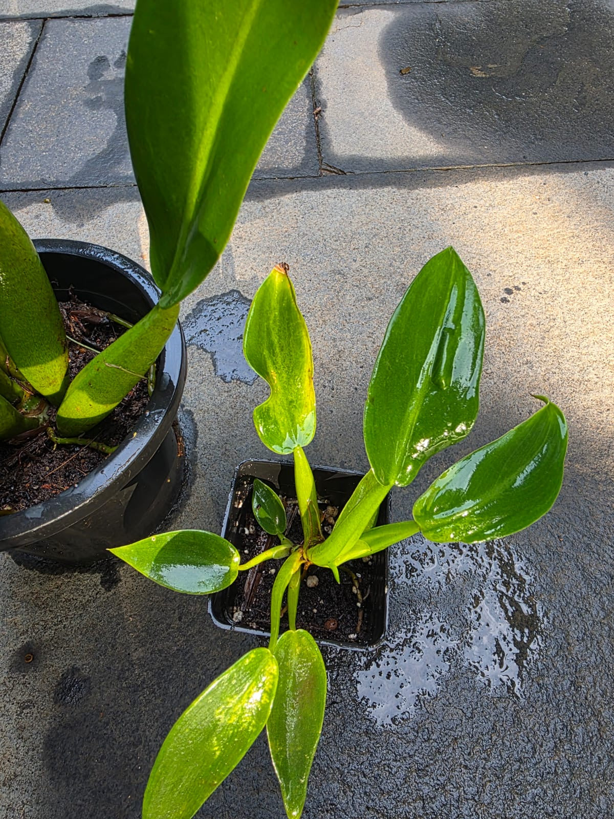 Philodendron Martianum (Fat Boy)