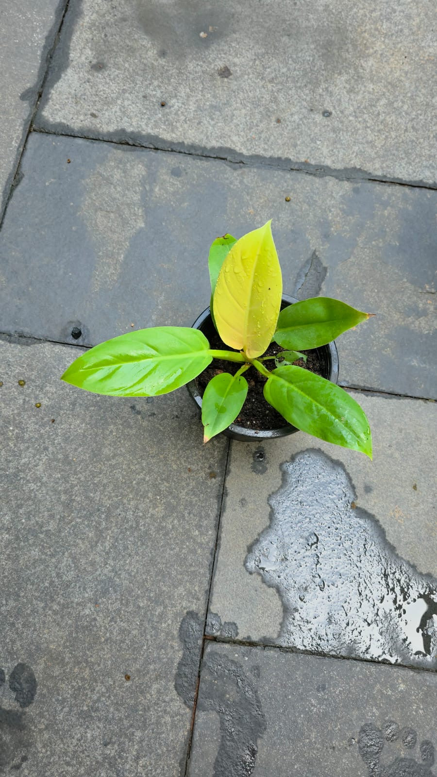Philodendron Melanonii Gold