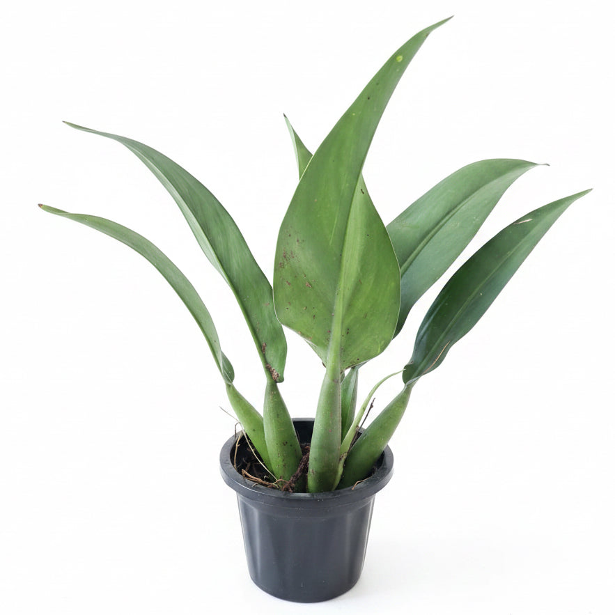 Philodendron Martianum (Fat Boy)