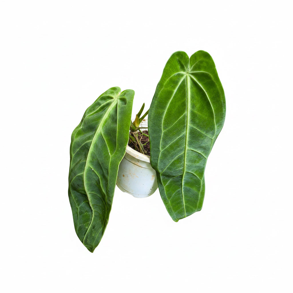 Anthurium Queen