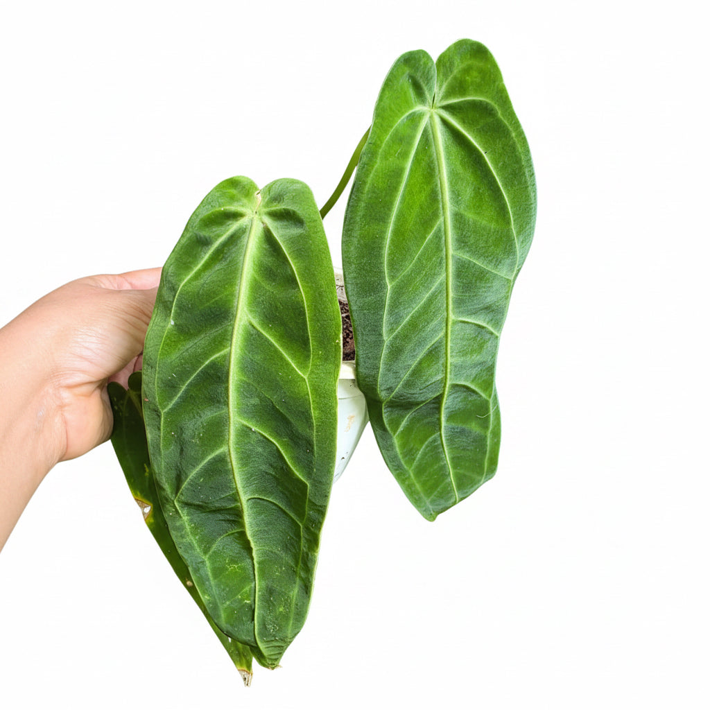 Anthurium Queen