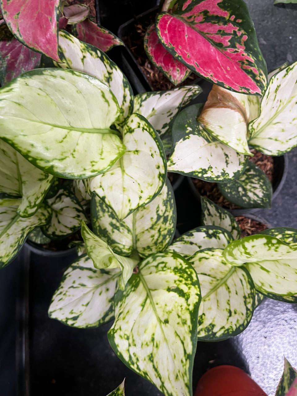 Aglaonema Super White | Chinese Evergreen