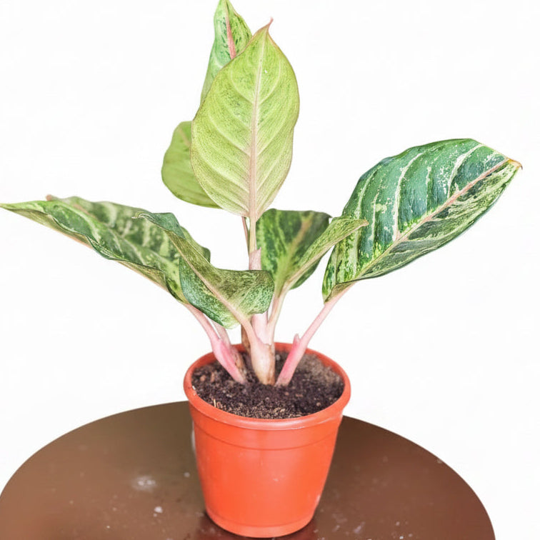 Aglaonema Lucky Frozen Ruby