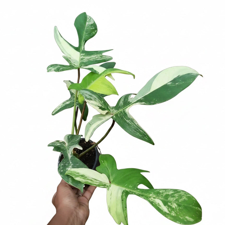 Philodendron Florida Beauty Variegated