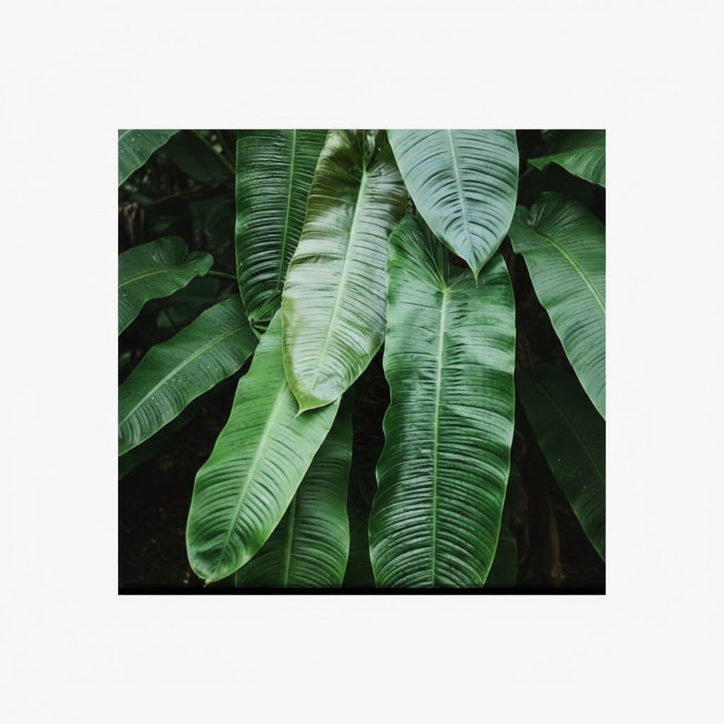 Philodendron Sharoniae