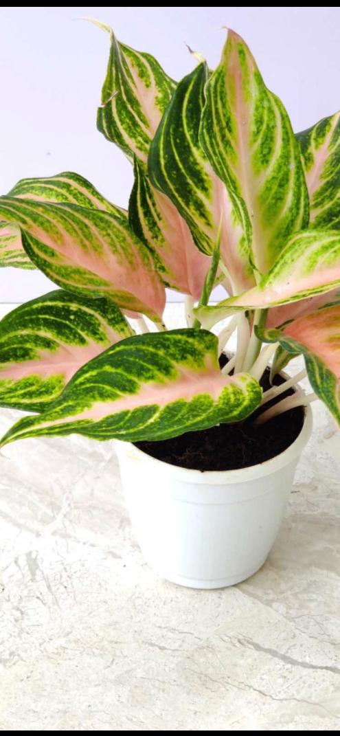 Aglaonema Peach Panama | Chinese Evergreen