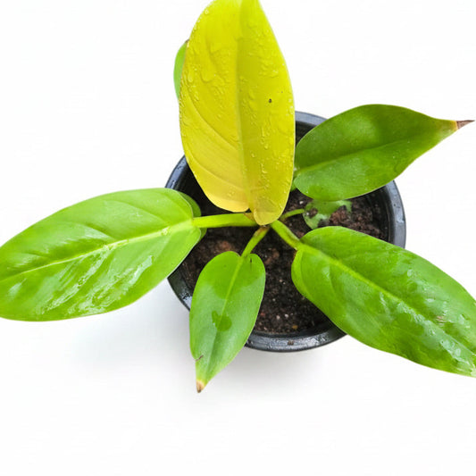 Philodendron Melanonii Gold