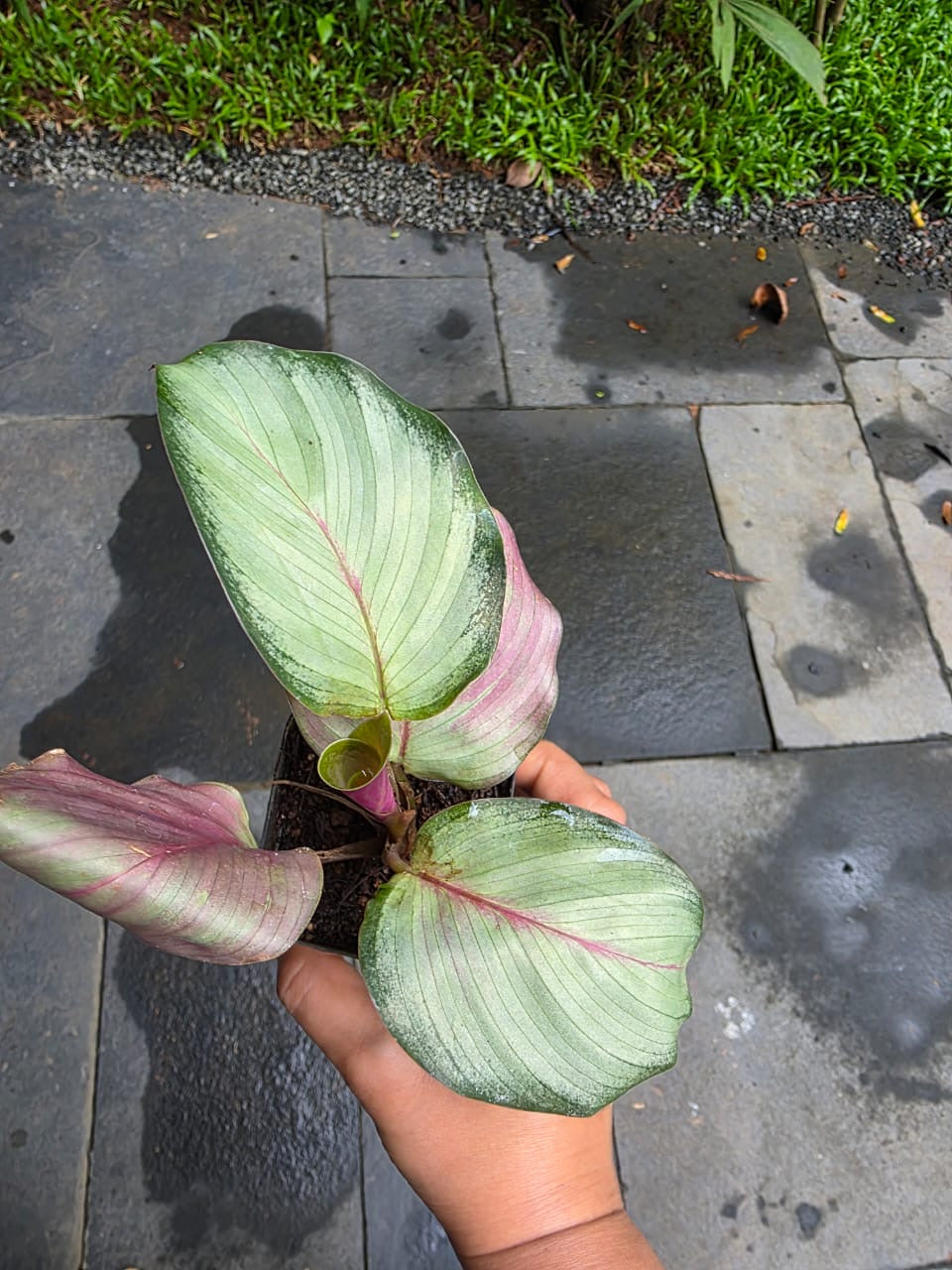 Calathea Silver Plate