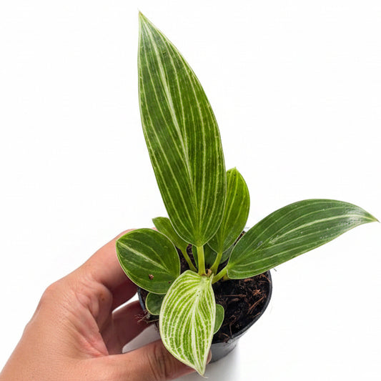 Philodendron dwarf Birkin | Indoor Plant