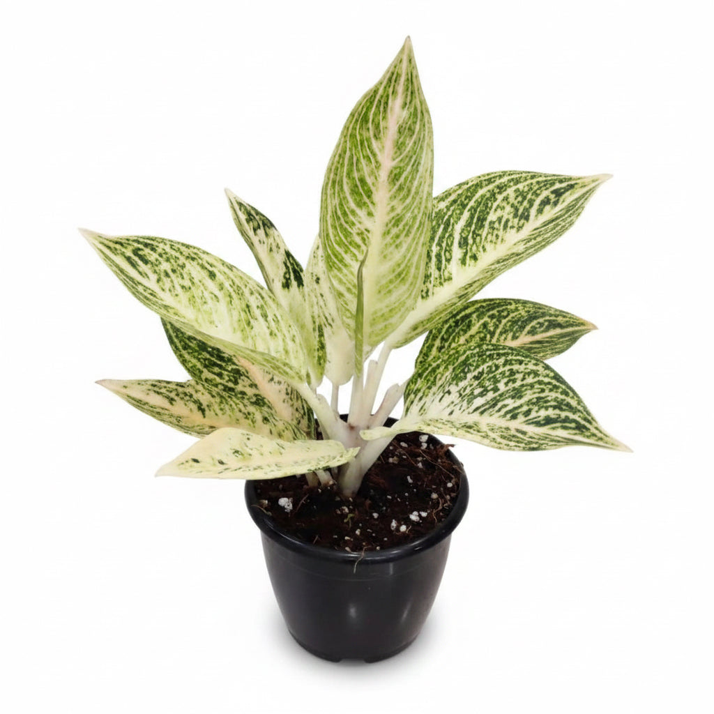 Aglaonema White Legacy