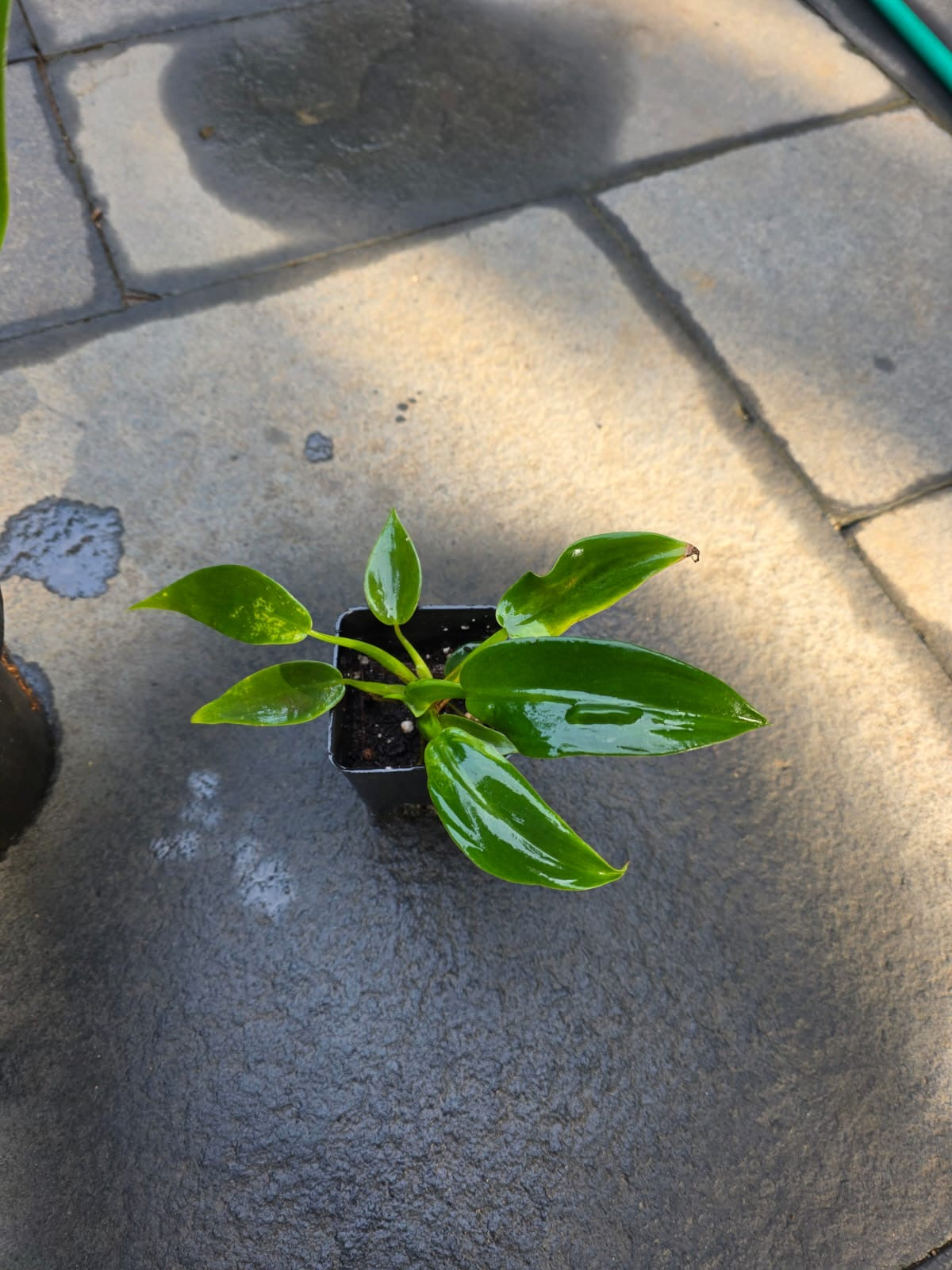 Philodendron Martianum (Fat Boy)