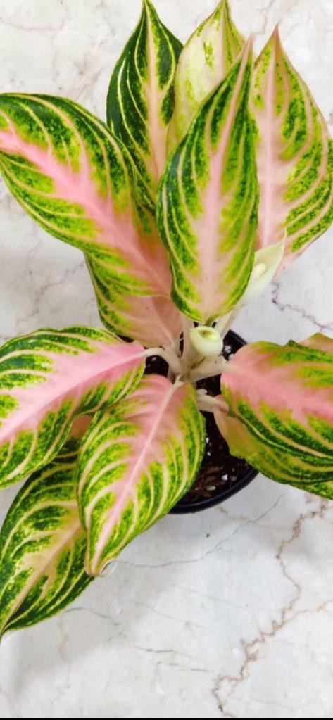 Aglaonema Peach Panama | Chinese Evergreen