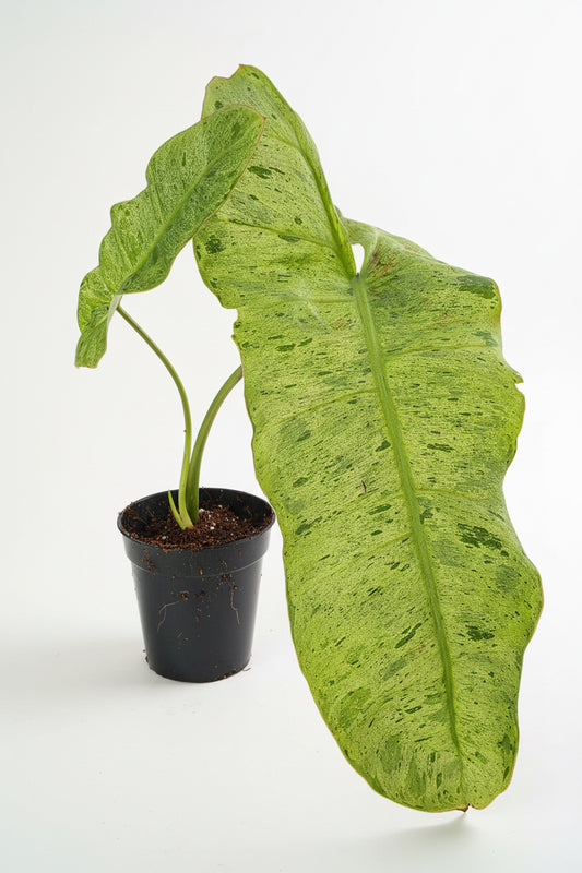 Philodendron Paraiso Verde | Indoor Plant