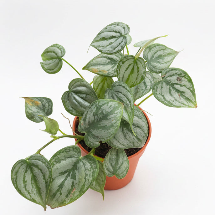 Philodendron Brandtianum