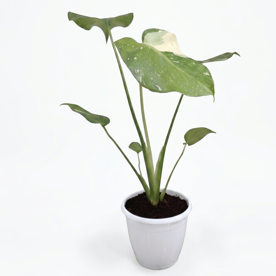 Monstera Thai Constellation in a 10 cm Pot