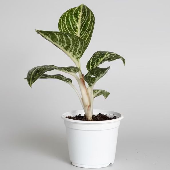 Aglaonema White Legacy
