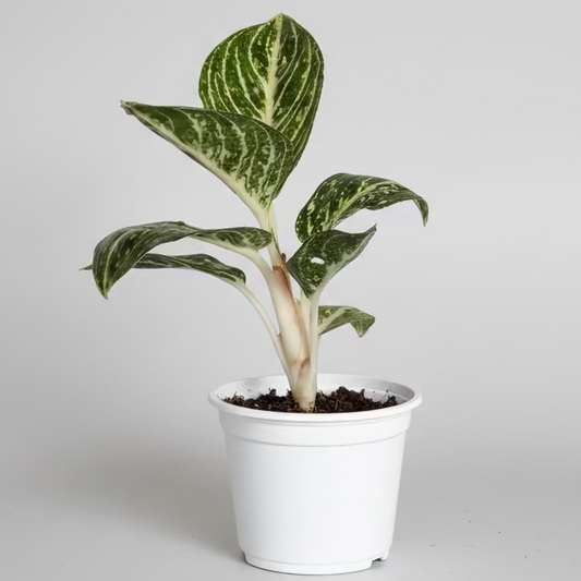 Aglaonema White Legacy