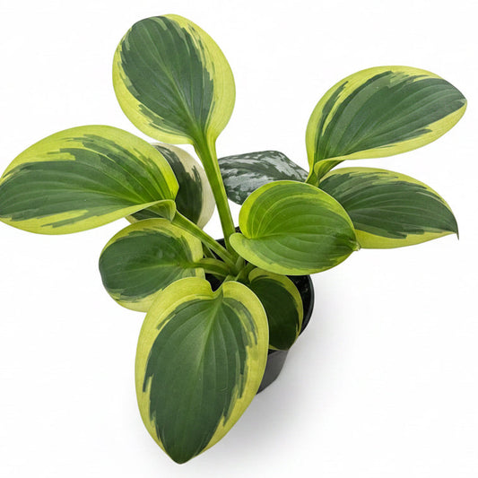 Variegated Hosta