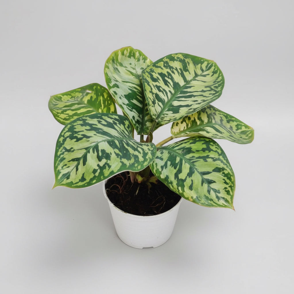 Homalomena Camouflage
