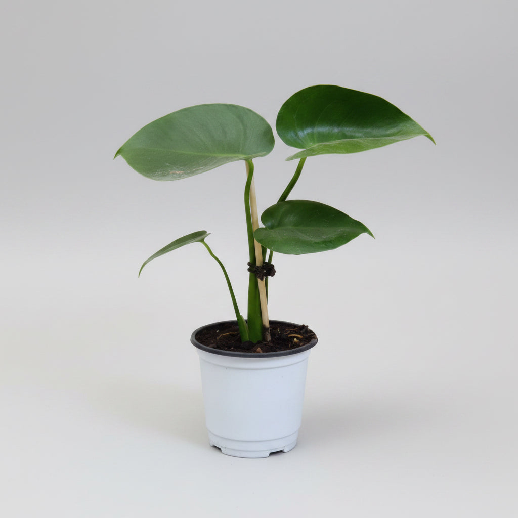 Monstera Deliciosa (Copy) (Copy)