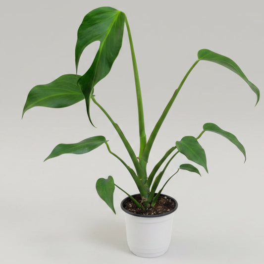 Monstera Burle Marx Flame
