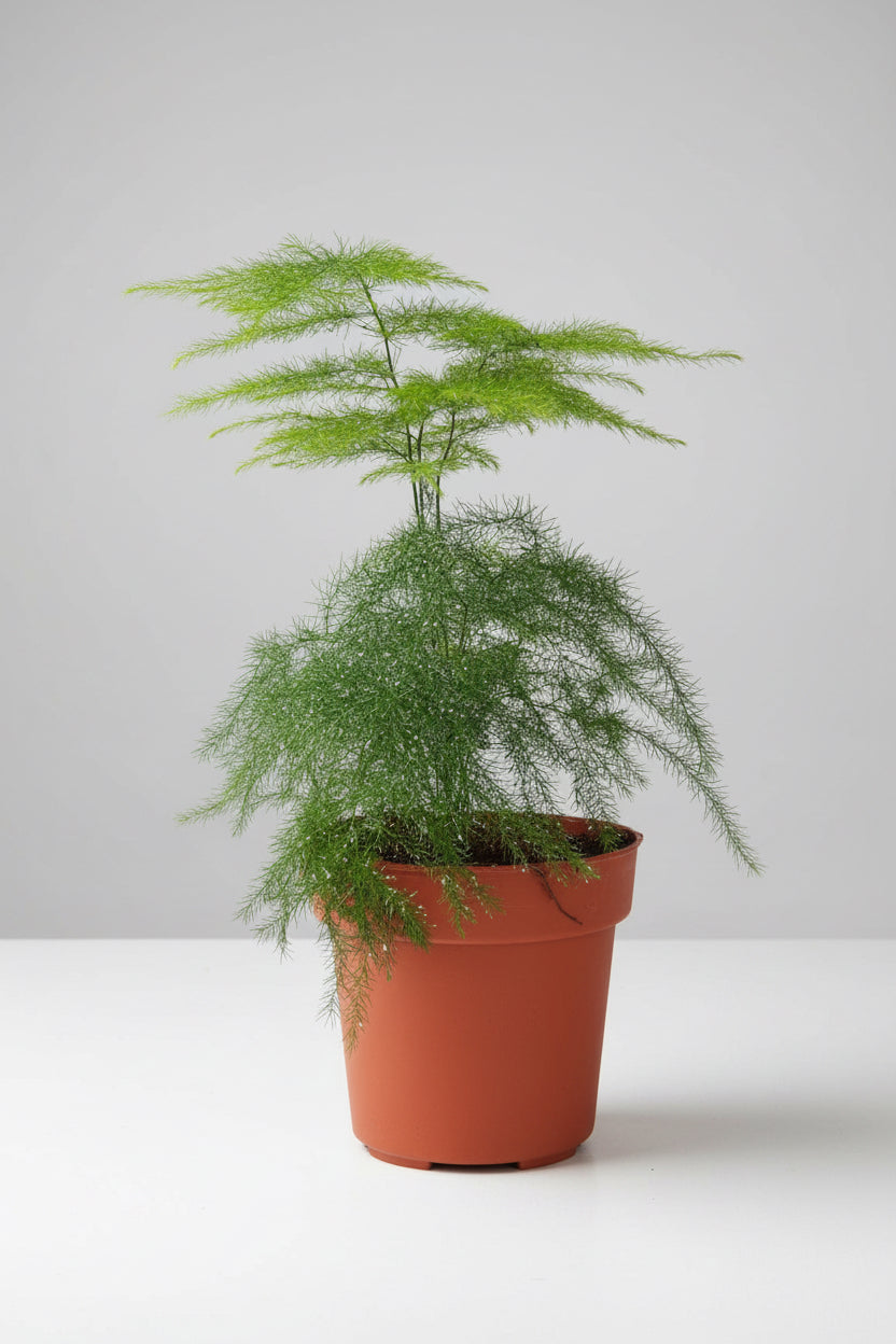 Asparagus Fern