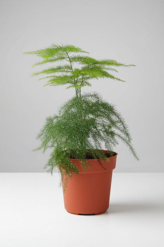 Asparagus Fern