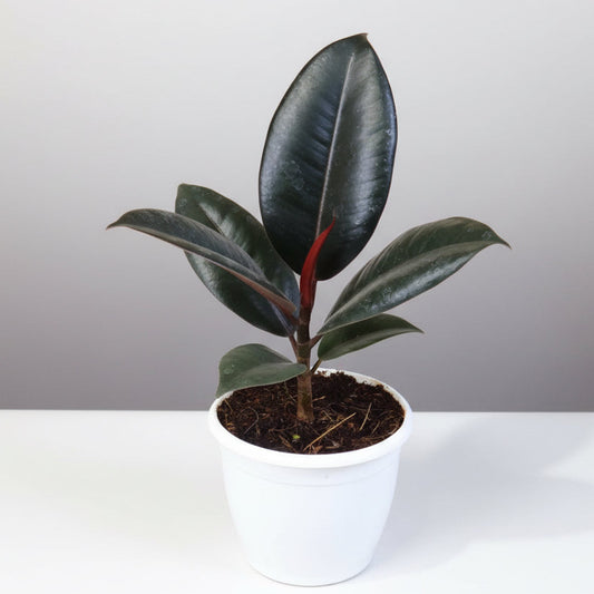 Ficus Elastica Burgundy – 3 Inch Pot
