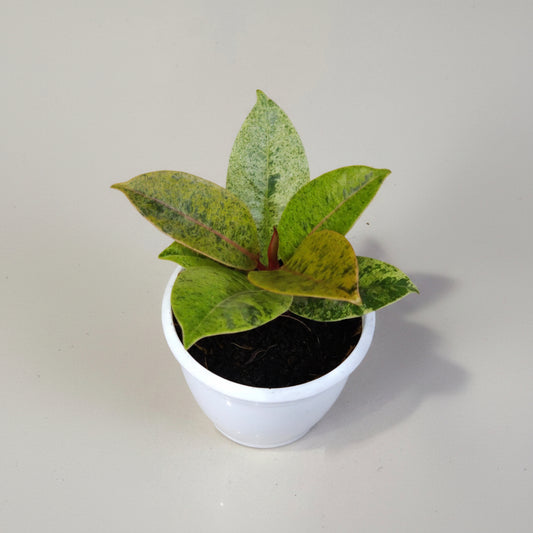 Ficus Elastica Shivereana
